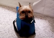 犬「ここに住むワン！」なぜかランチバッグの中が気に入っちゃった