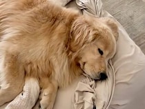 【天使級の可愛さ】寝ながら微笑むゴールデンさん、子犬の頃から寝顔が変わっていなかった