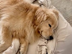 【天使級の可愛さ】寝ながら微笑むゴールデンさん、子犬の頃から寝顔が変わっていなかった