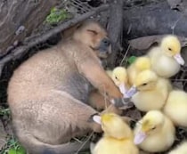 眠くてたまらない子犬さん。眠くてたまらない子守られながらスヤスヤ