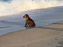 【砂浜でたそがれ中】波に足を濡らされても動じない犬さん、海を見つめて物思いにふけっていた