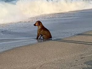 【砂浜でたそがれ中】波に足を濡らされても動じない犬さん、海を見つめて物思いにふけっていた