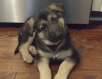 「なぁに？ おはなし？」 飼い主の話を聞こうと首を傾げる子犬さんがかわいい♡