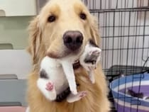 子猫さんたちのお母さんになりたい！お世話を張り切るゴールデンさん