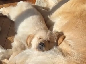 おひさまの光を浴びてキラキラ毛並みに！ 寄り添って眠る仲良しなゴールデンさんたち