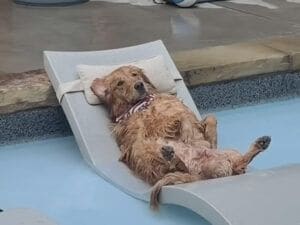 こんな犬さんを見かけたら二度見しちゃう！ プールサイドで人間みたいに休憩中