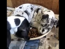 いい事思いついた！ゴハンを独り占めする子犬の作戦が可愛すぎた