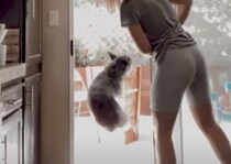 出発する瞬間が楽しい！ 何度も「いってきます」したがる犬さん