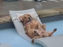 こんな犬さんを見かけたら二度見しちゃう！ プールサイドで人間みたいに休憩中