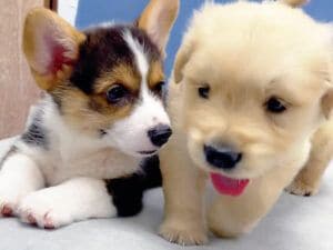 「僕についておいで!」心細い子犬さんを励ましてくれる優しい先輩コーギーさん