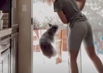 出発する瞬間が楽しい！ 何度も「いってきます」したがる犬さん