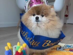 本日の主役! 5歳のお誕生日をちょっぴりクールに迎えるポメラニアンさん