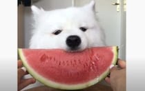 上手に食べれるよ！スイカが大好きなワンコのASMR