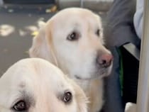 一口くれそうな人、2.5秒で発見！ 熱視線を送るゴールデンさんたち