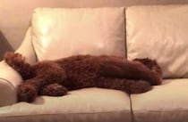 「大丈夫？そばにいるよ！」悪夢を見た友達に寄り添う犬さん
