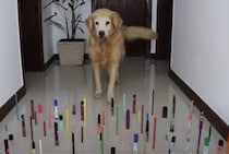 犬と猫の障害物チャレンジ！ 上手によけて歩けるかな？