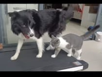 「これ、地面が動くんだよ！」猫にウォーキングマシンの使い方を教える犬さん