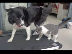 「これ、地面が動くんだよ！」猫にウォーキングマシンの使い方を教える犬さん