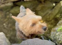 暑がりの子犬さん、ちょうどいいサイズの池で涼む♪