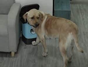証拠の隠滅までばっちり！ 完全犯罪を達成する犬