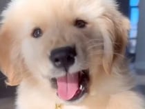 「もっと見て！」飼い主さんの声に大喜びするゴールデンの子犬さん