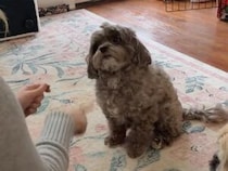 違うけど可愛い！ 「伏せ」の練習だけど得意技だけ連発する犬さん
