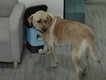 証拠の隠滅までばっちり！ 完全犯罪を達成する犬