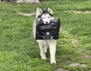 犬「荷物だよー!」 配達してくれると思ったのに、気まぐれすぎて笑える!