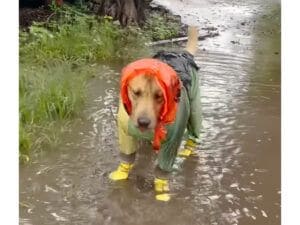 雨の日のお散歩に完璧な装備で出発した犬さん、雨上がりの水たまりを見てつい…
