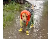 雨の日のお散歩に完璧な装備で出発した犬さん、雨上がりの水たまりを見てつい…