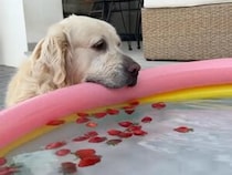 赤ちゃんのプールタイムを見守りながら… 犬のお目当ては水面のいちご！