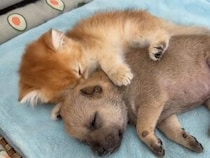 母親のいない子犬さんを、子猫さんがぎゅっと抱きしめて添い寝