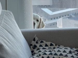 「紅茶って言ったよね…?」おやつの袋を聞き逃さないゴールデンレトリバーさん