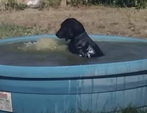 夏に向けて泳ぎの練習！ 犬かきの動きを確認するワンコ