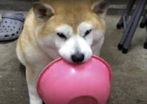 ご飯が欲しいワン… 切ない表情でボウルを持ってくる太っちょ犬