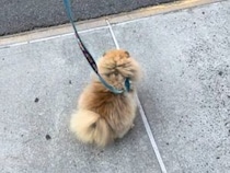 お散歩がうれしすぎたポメラニアンさん、歩道の上で喜びを表現！