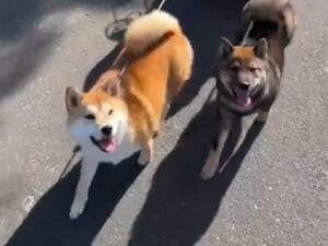 乗る担当と引っ張る担当? 柴犬さんたちのチームワーク抜群なお散歩パレード