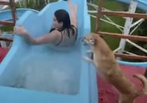 走って滑るのは斬新！ ウォータースライダーで遊ぶ犬さん