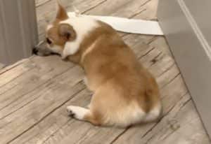 こっちに来ないで！愛犬が通せんぼしている理由が笑える