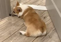 こっちに来ないで！愛犬が通せんぼしている理由が笑える