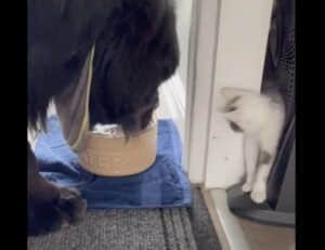 水を飲んでいる姿を子猫に観察されている大型犬。とりあえず挨拶しようとしたら…