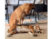 「もう遊ばないのー？」友達が寝て残念そうにする犬さんの反応がかわいい！