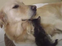 ほっこりするなぁ♡ 子猫になつかれているゴールデンレトリバー
