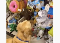 「どれにしよっかな！」 お買い物に来た犬、たくさんのおもちゃに目移りしちゃう！