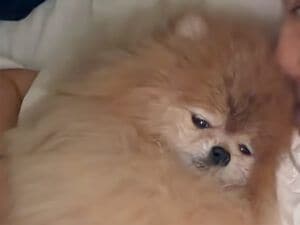 家事も仕事も今日はお休み! 犬さんとベッドでごろごろする贅沢な一日