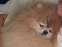 家事も仕事も今日はお休み！ 犬さんとベッドでごろごろする贅沢な一日