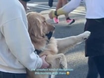 その前足に元気をもらえる！ マラソン大会で応援団長になる犬さん