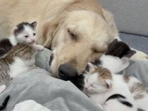 子猫さん専用の特大枕？ ゴールデンさんのそばに小さな体がぎゅっと集合