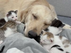 子猫さん専用の特大枕? ゴールデンさんのそばに小さな体がぎゅっと集合