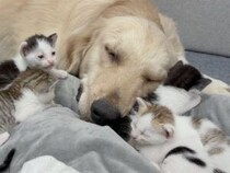子猫さん専用の特大枕？ ゴールデンさんのそばに小さな体がぎゅっと集合
